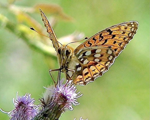dark green fritillary